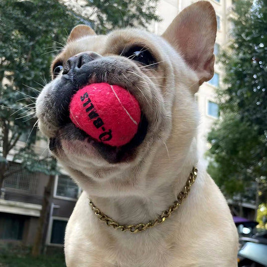 Pet Toys: Tips for Keeping Your Furry Friend Happy