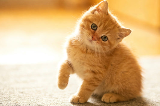How to Feed a Kitten for Healthy Growth