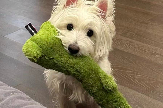 Pet Toys: Tips for Keeping Your Furry Friend Happy