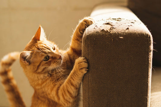 Why Your Cat Needs a Scratcher & How to Stop Furniture Damage